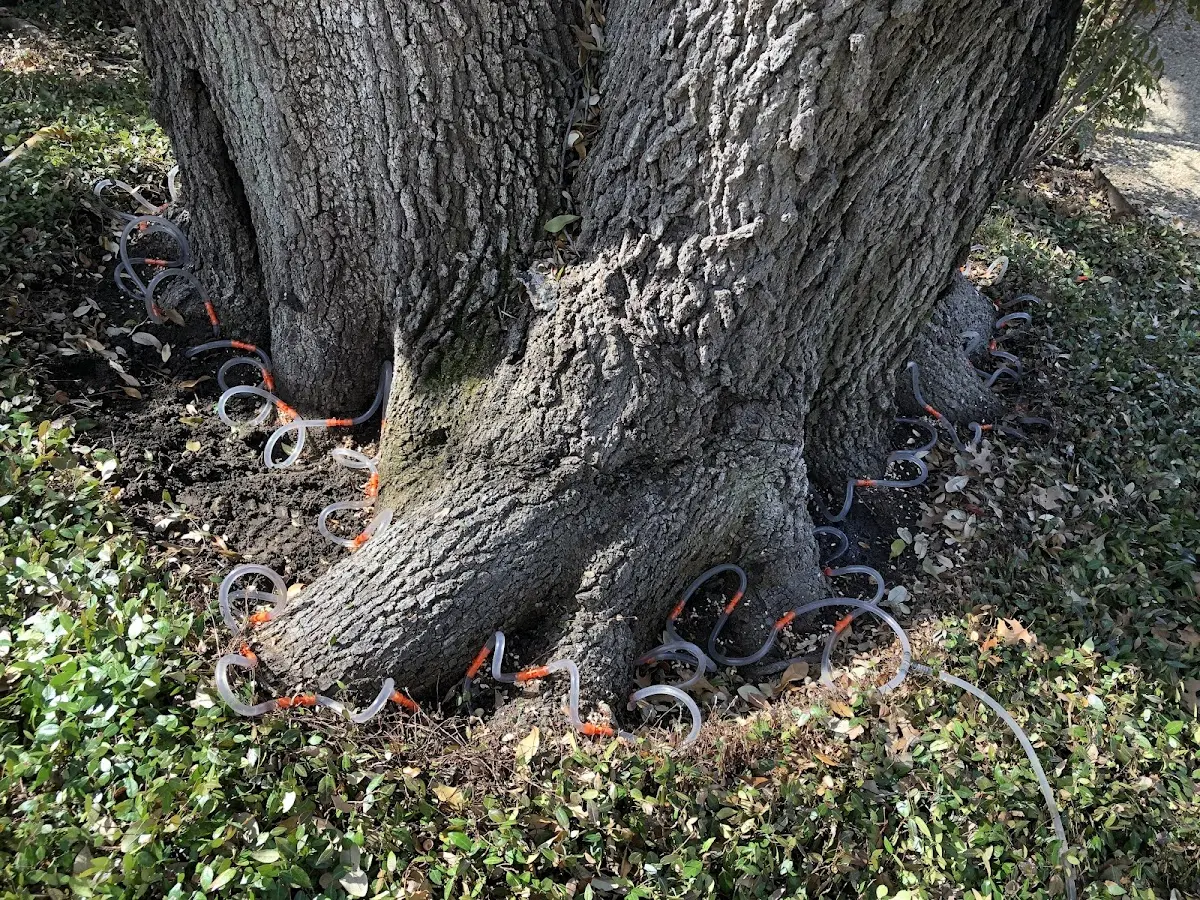 Detailed Tree Cabling and Bracing job site in Star City