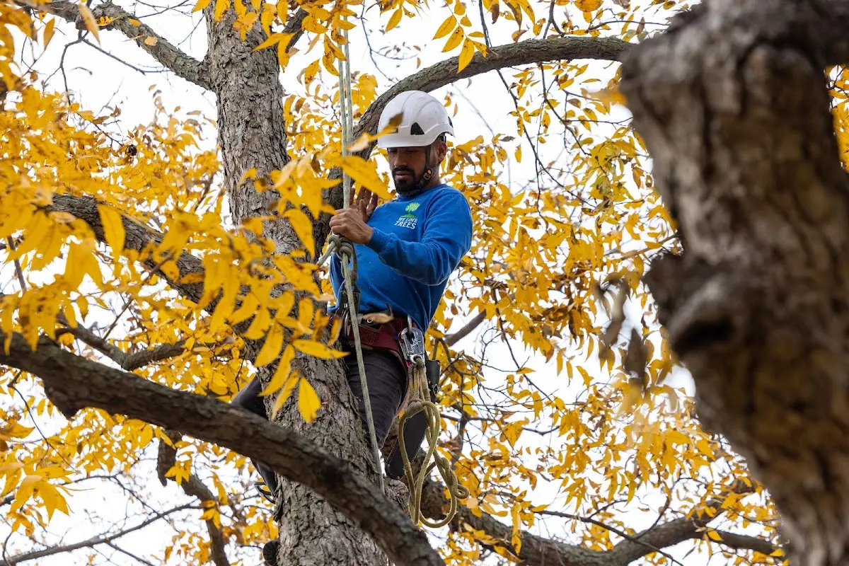 Skilled Tree Planing crew working in Star City